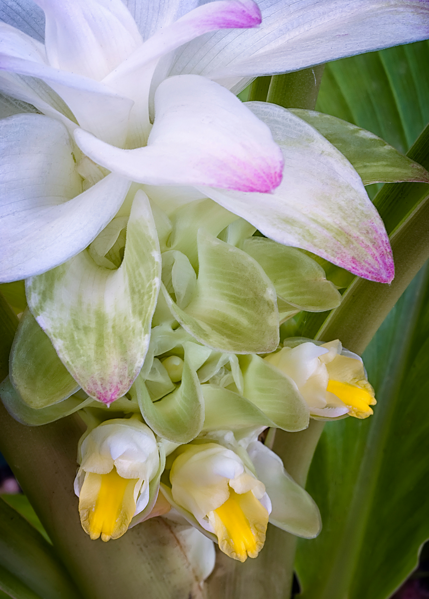Turmeric, Orange (Curcuma longa)