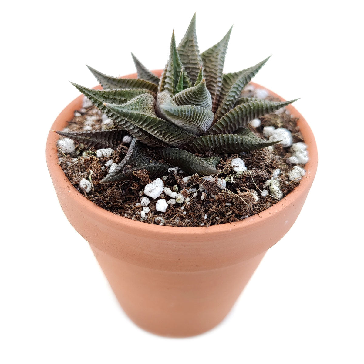 Haworthia Limifolia Twister