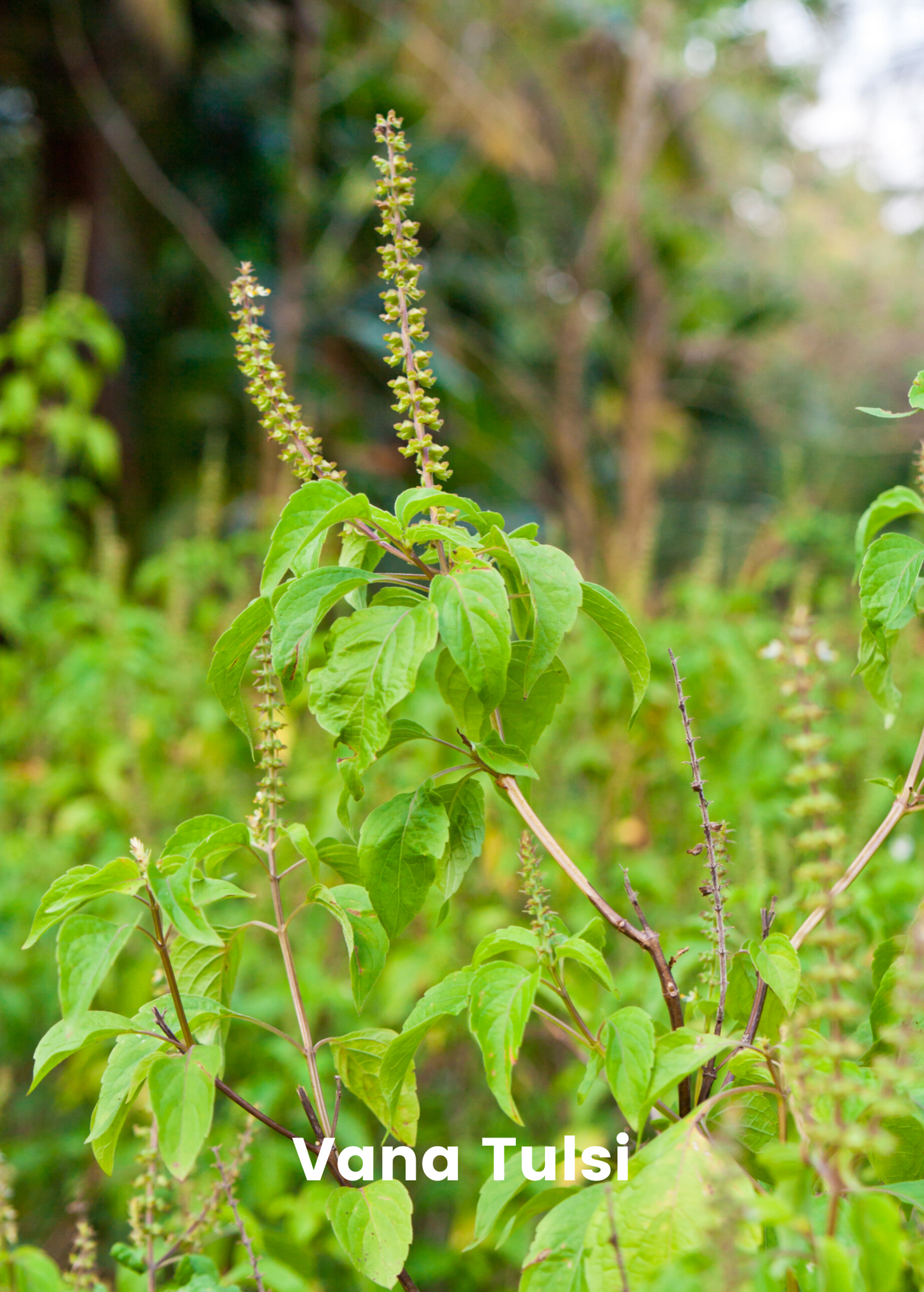 Adaptogen Herb Bundle: Gotu Kola, Skullcap, Ashwagandha, Tulsi