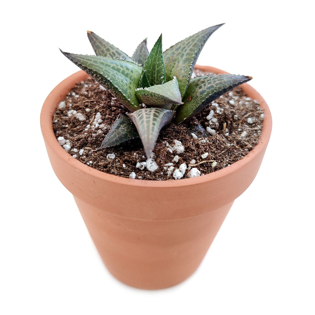 Haworthia Venosa Succulent