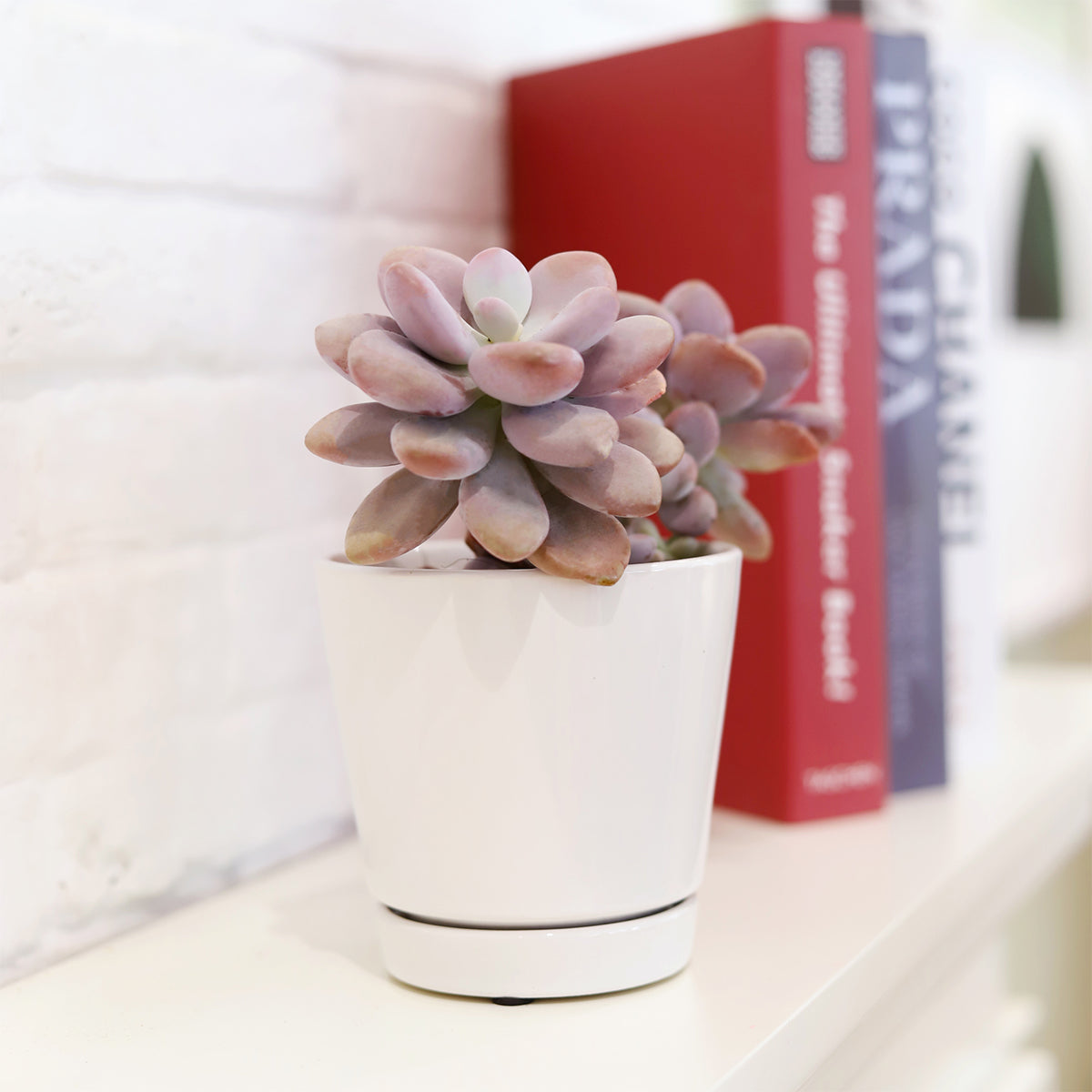 Pack of 3 Minimalist Ceramic Pots (White, Gray and Oatmeal)