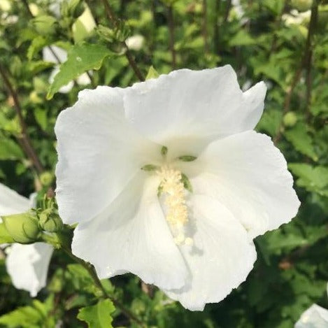 Rose of Sharon - Shrub Althea - Hibiscus 'White'