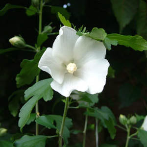 Rose of Sharon - Shrub Althea - Hibiscus 'White'