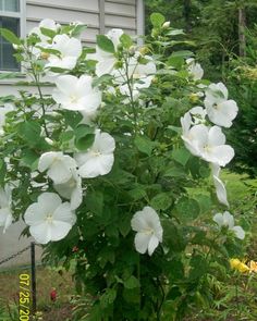 Rose of Sharon - Shrub Althea - Hibiscus 'White'