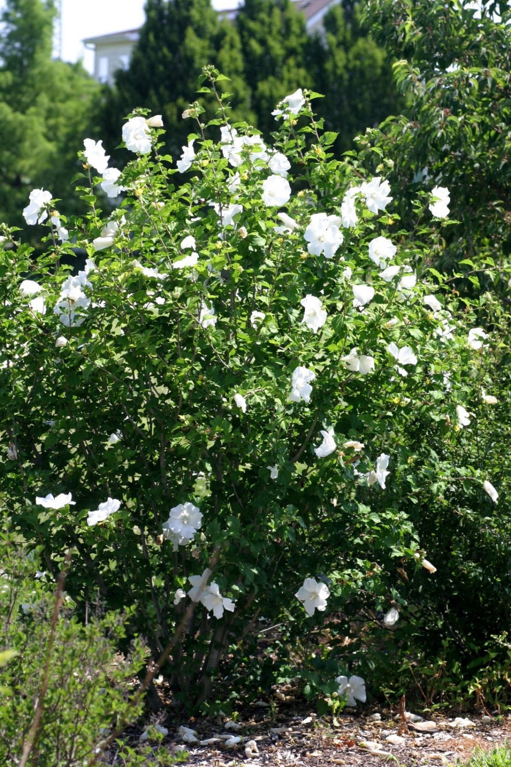 Rose of Sharon - Shrub Althea - Hibiscus 'White'