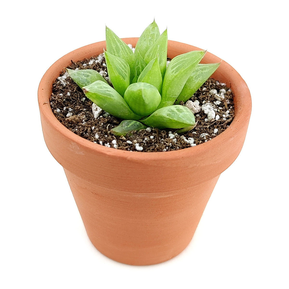 Window Haworthia Succulent