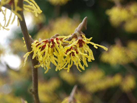 American Witch-Hazel