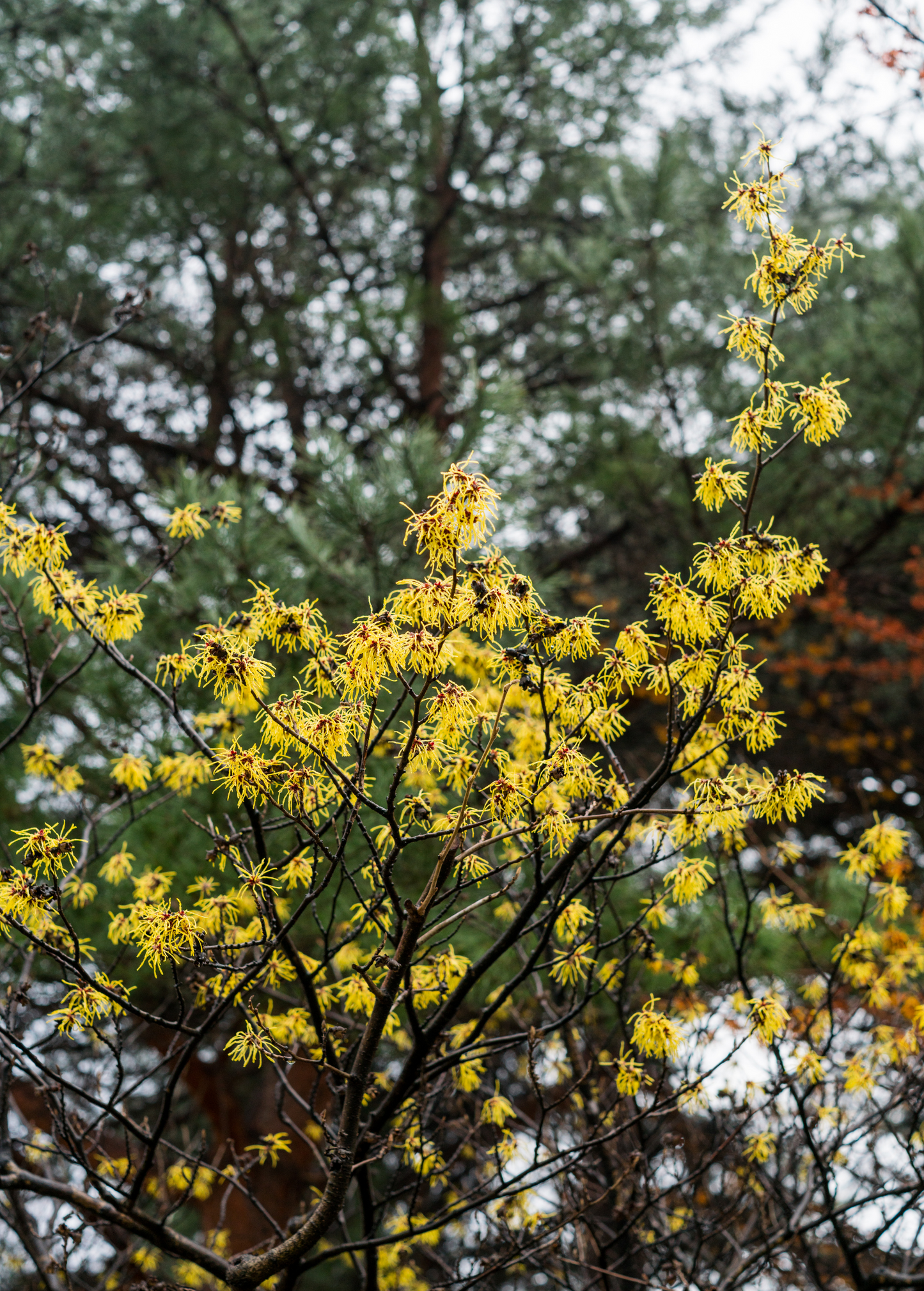 Witch-hazel (Hamamelis virginiana)