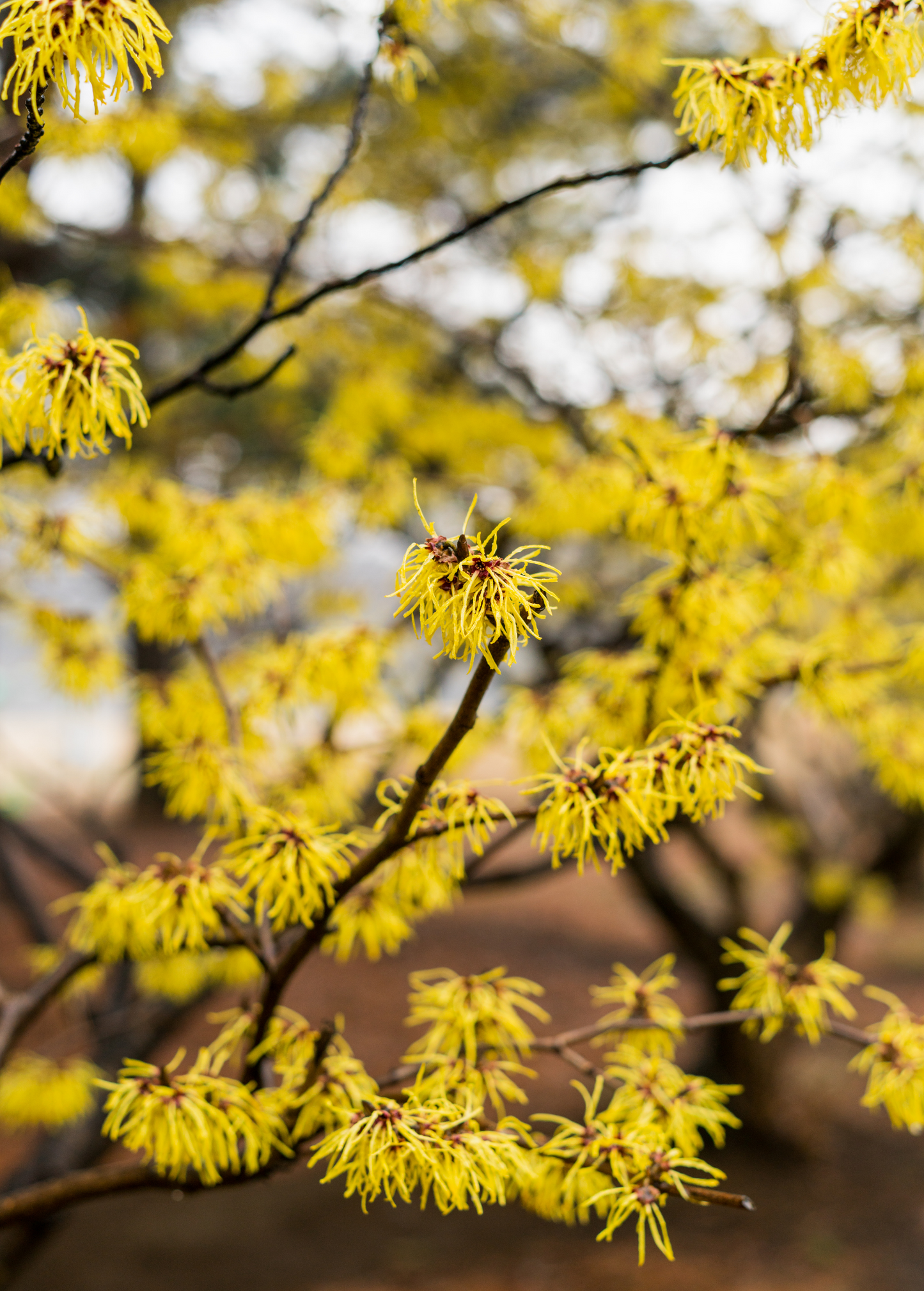 Witch-hazel (Hamamelis virginiana)