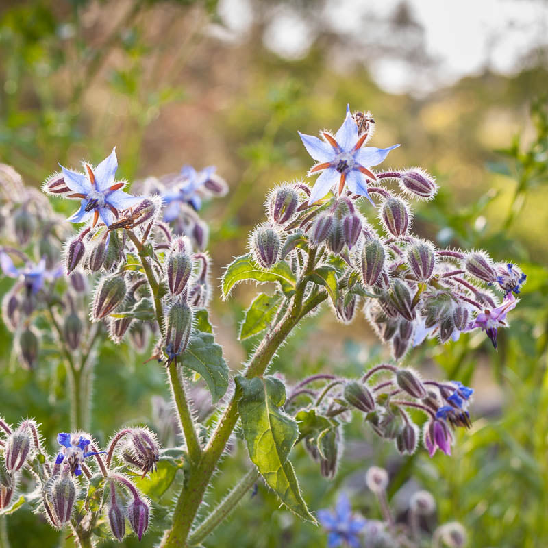 Borage Seeds (Organic)