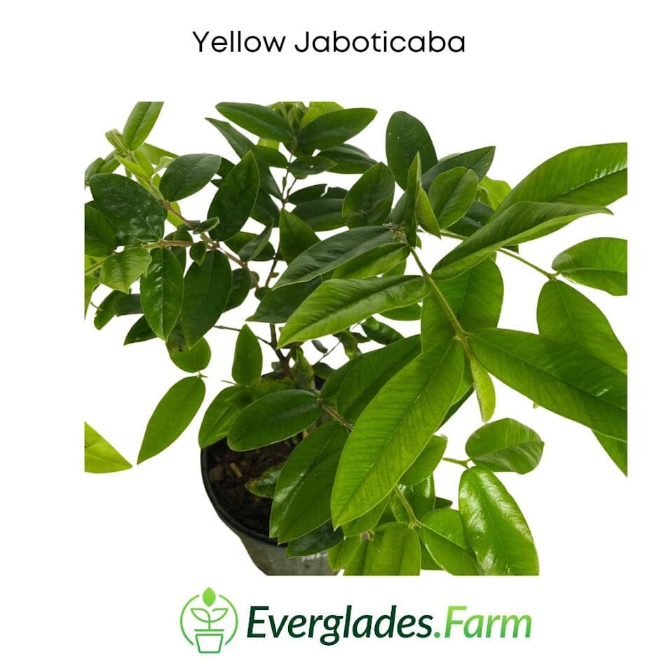 Yellow Jaboticaba Tree