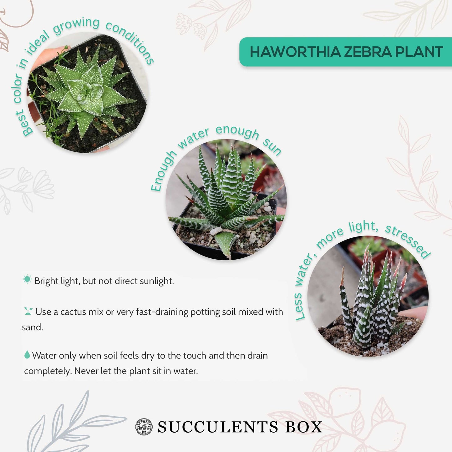 Haworthia Zebra Plant