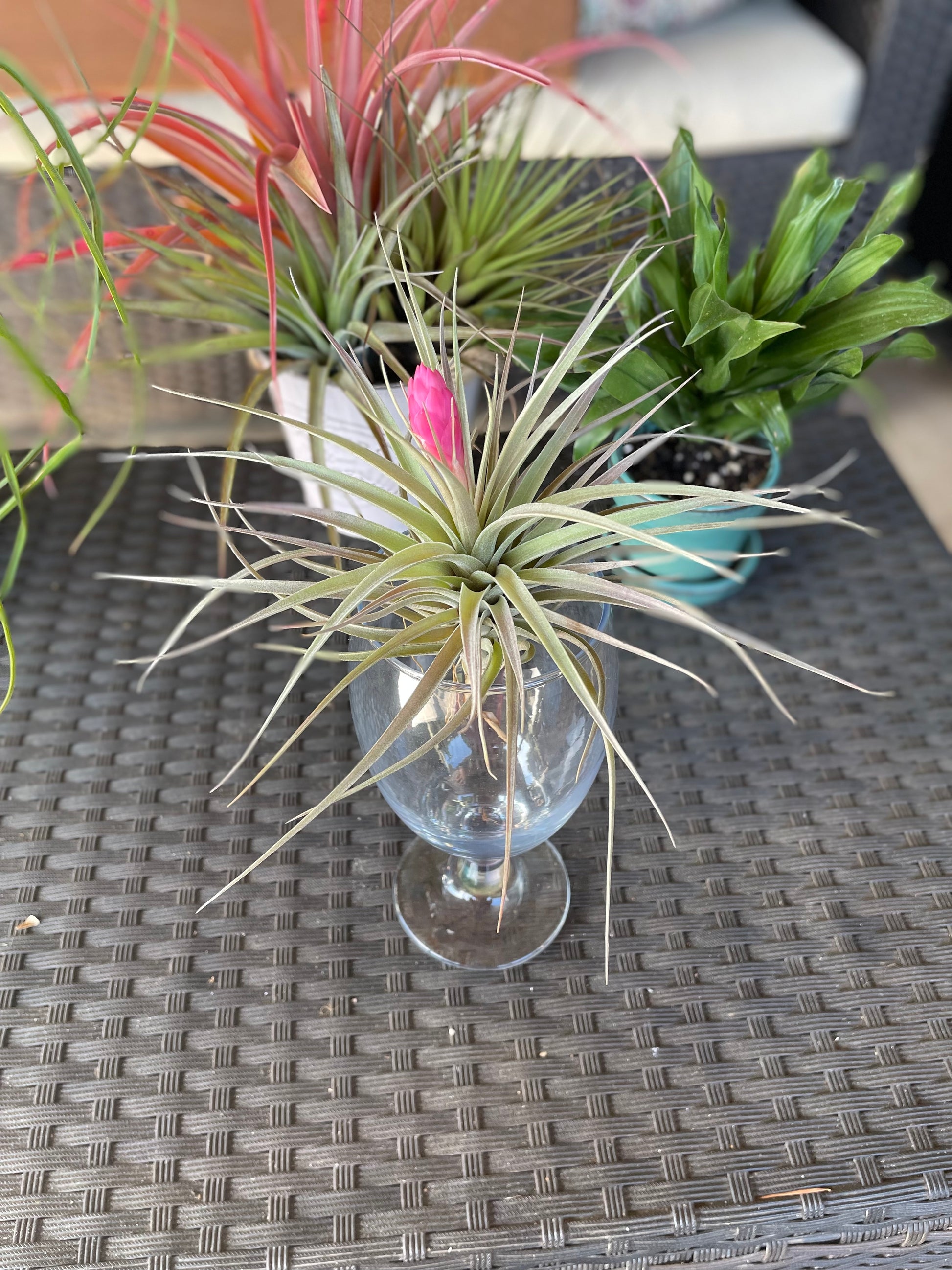stricta soft leaf air plant Stricta soft leaf – Lovehopegrow