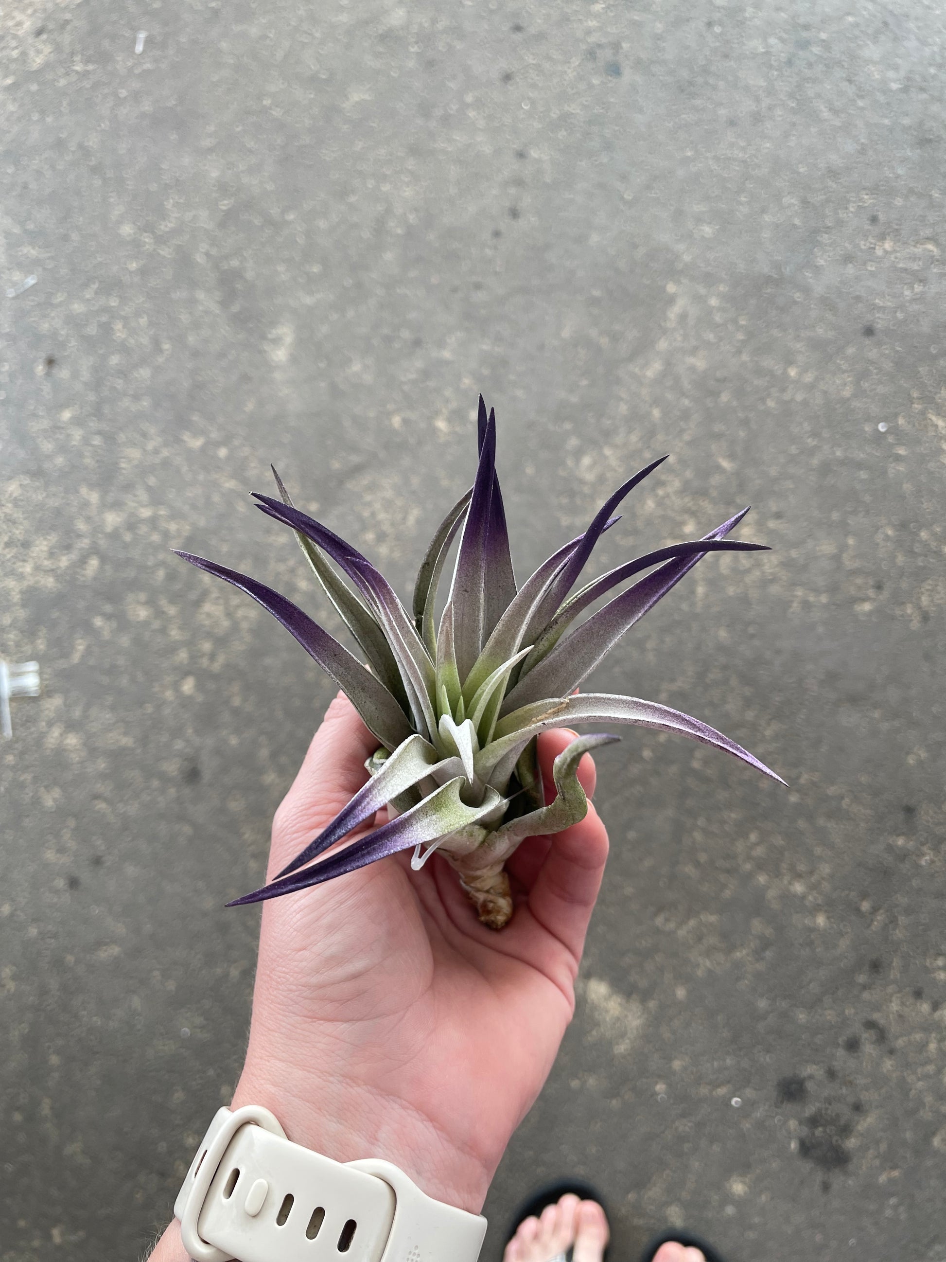 harrisii air plant care Harrisii – Lovehopegrow