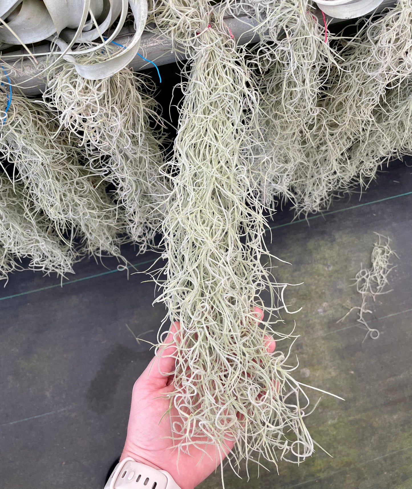 Usenoides Hanging