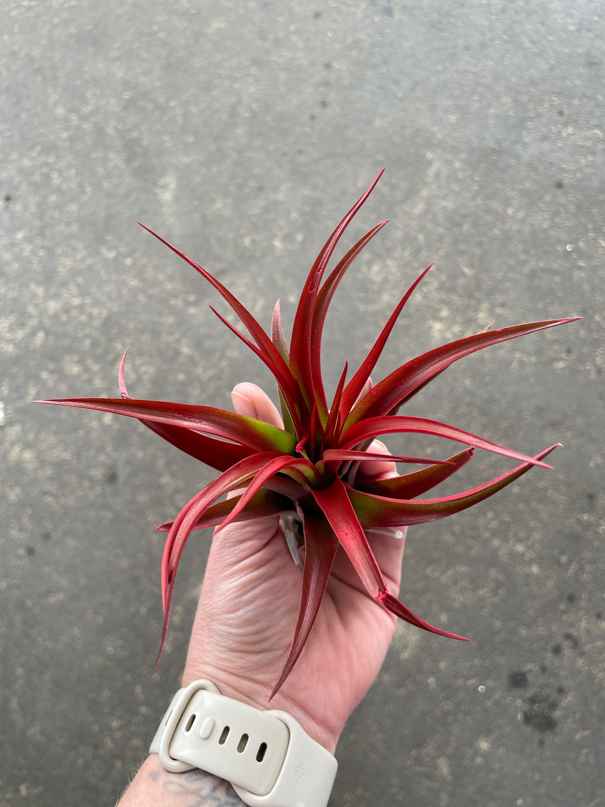 red abdita air plant Abdita Tillandsia Air Plant
