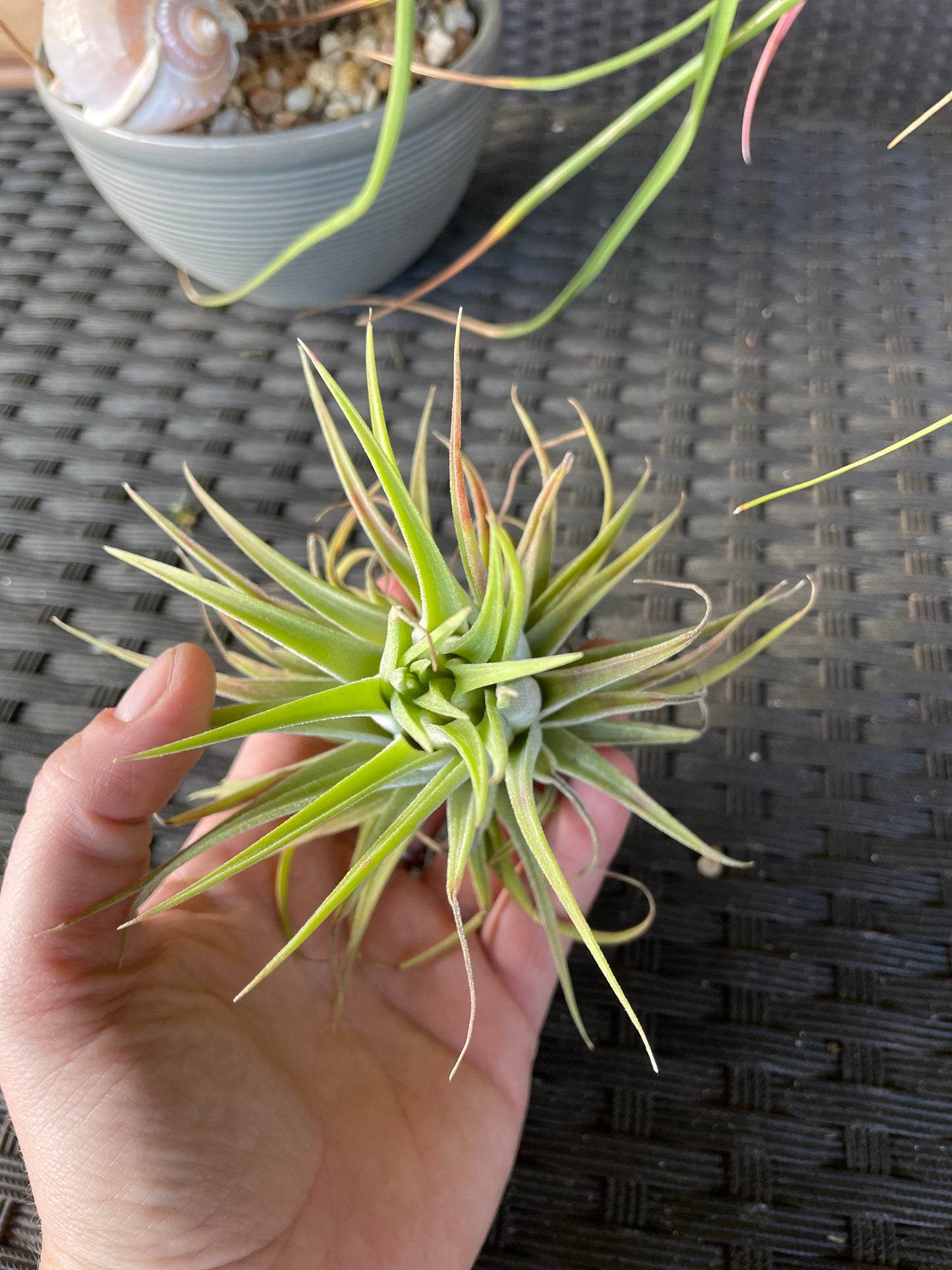 Ionantha Humalula