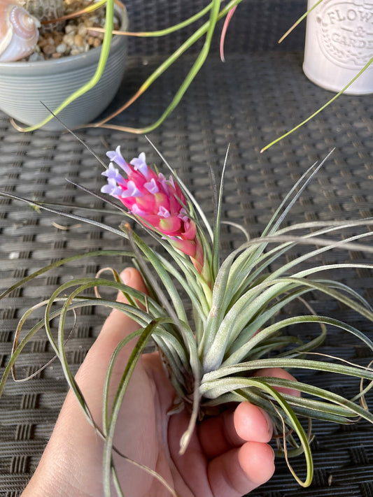 Stricta soft leaf