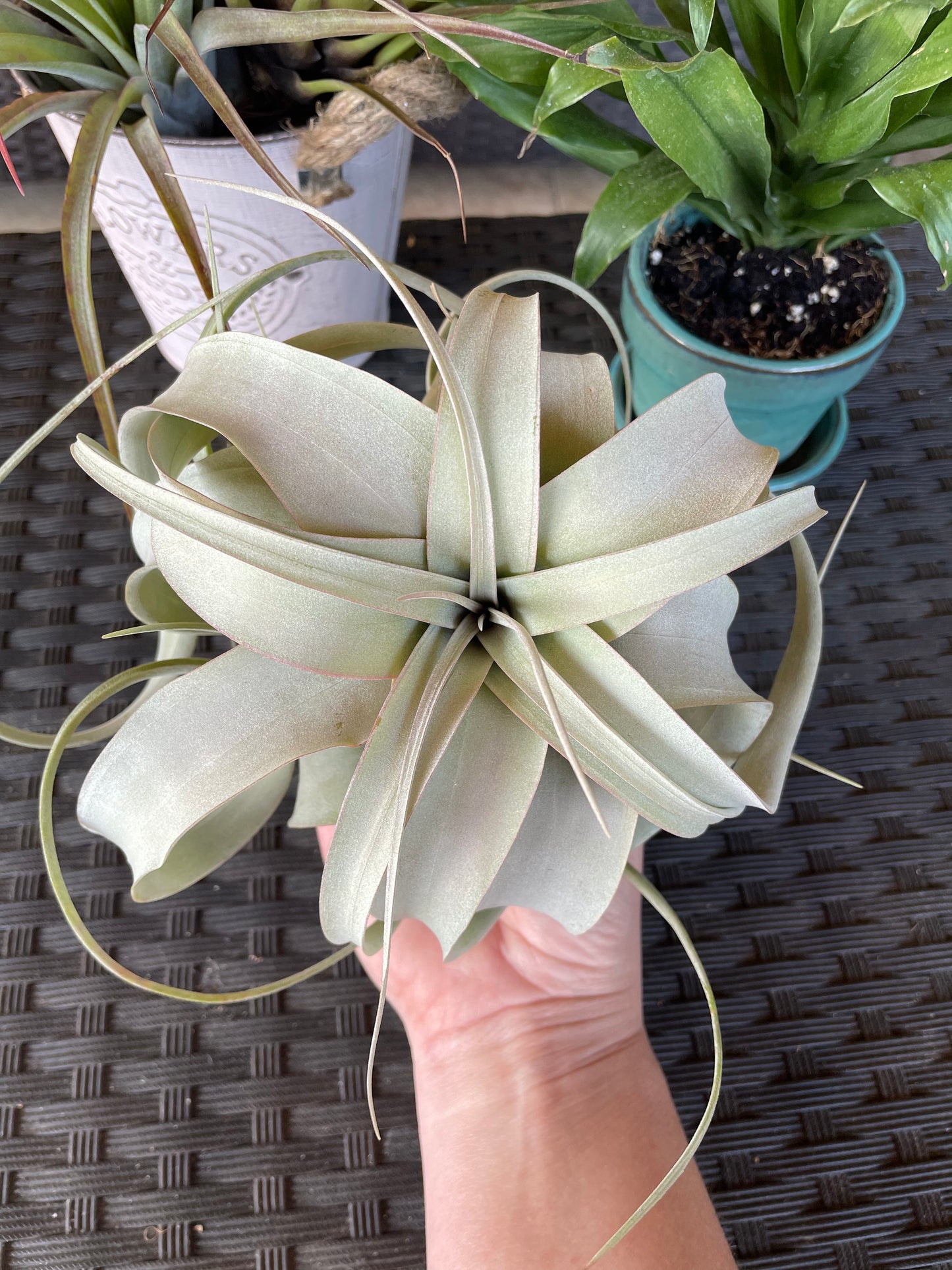 Xerographica