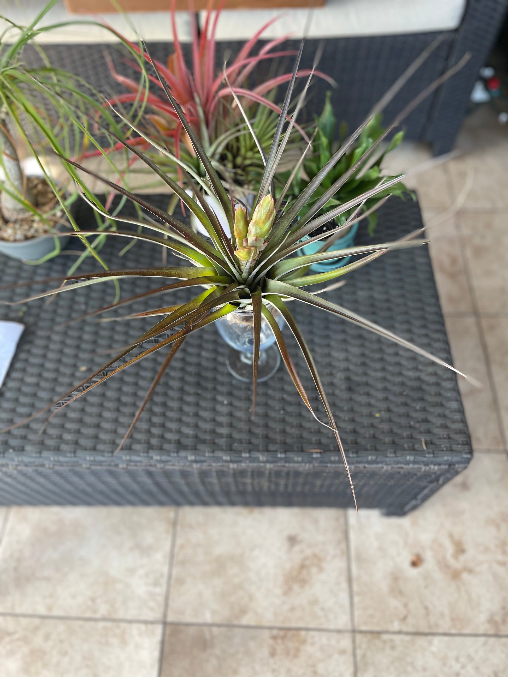 fasciculata tropiflora air plant Fasciculata Tropiflora – Lovehopegrow
