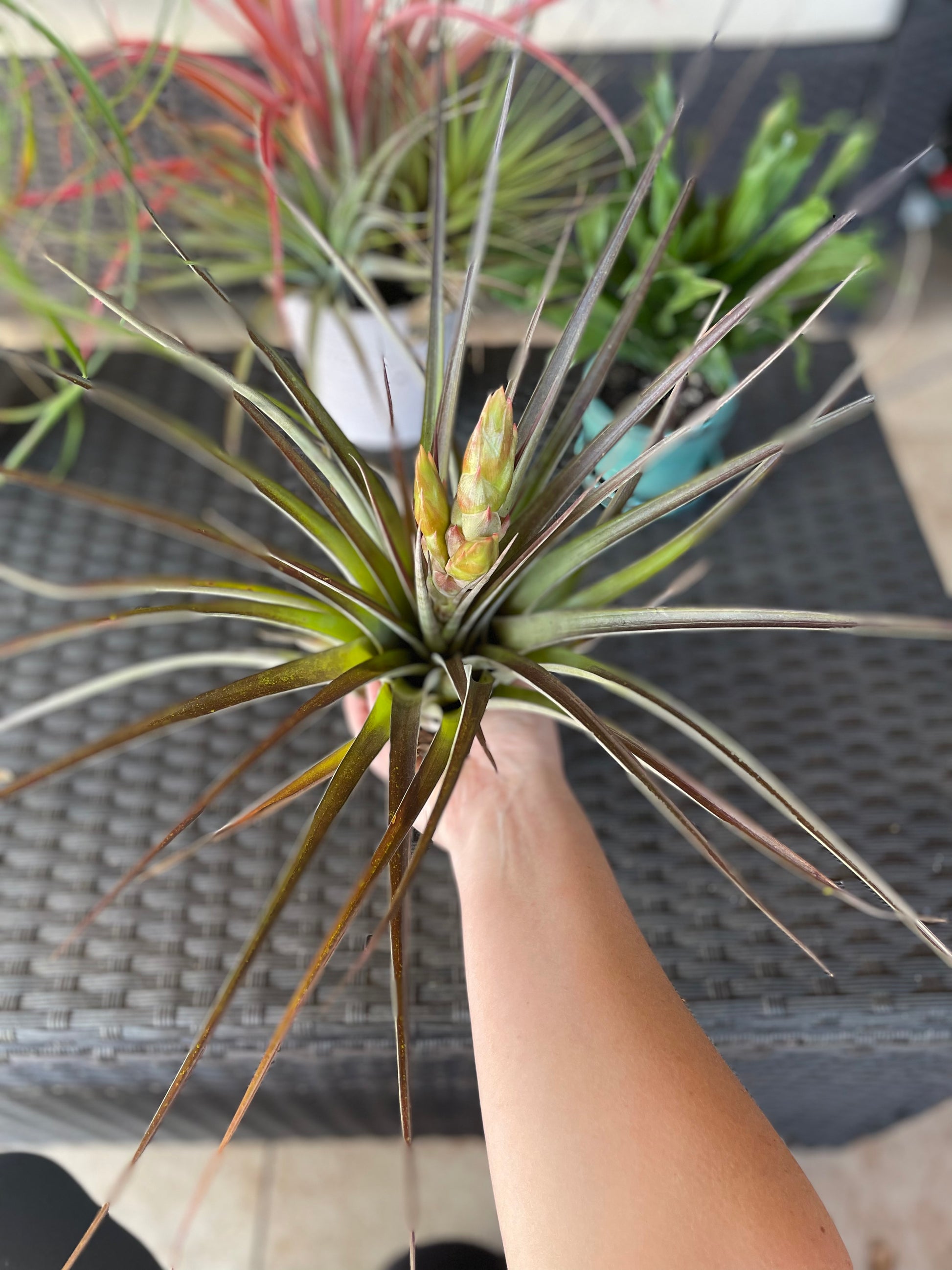 fasciculata tropiflora air plant Fasciculata Tropiflora – Lovehopegrow