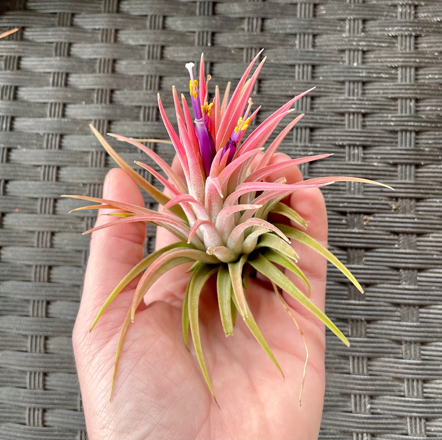 Ionantha Humalula