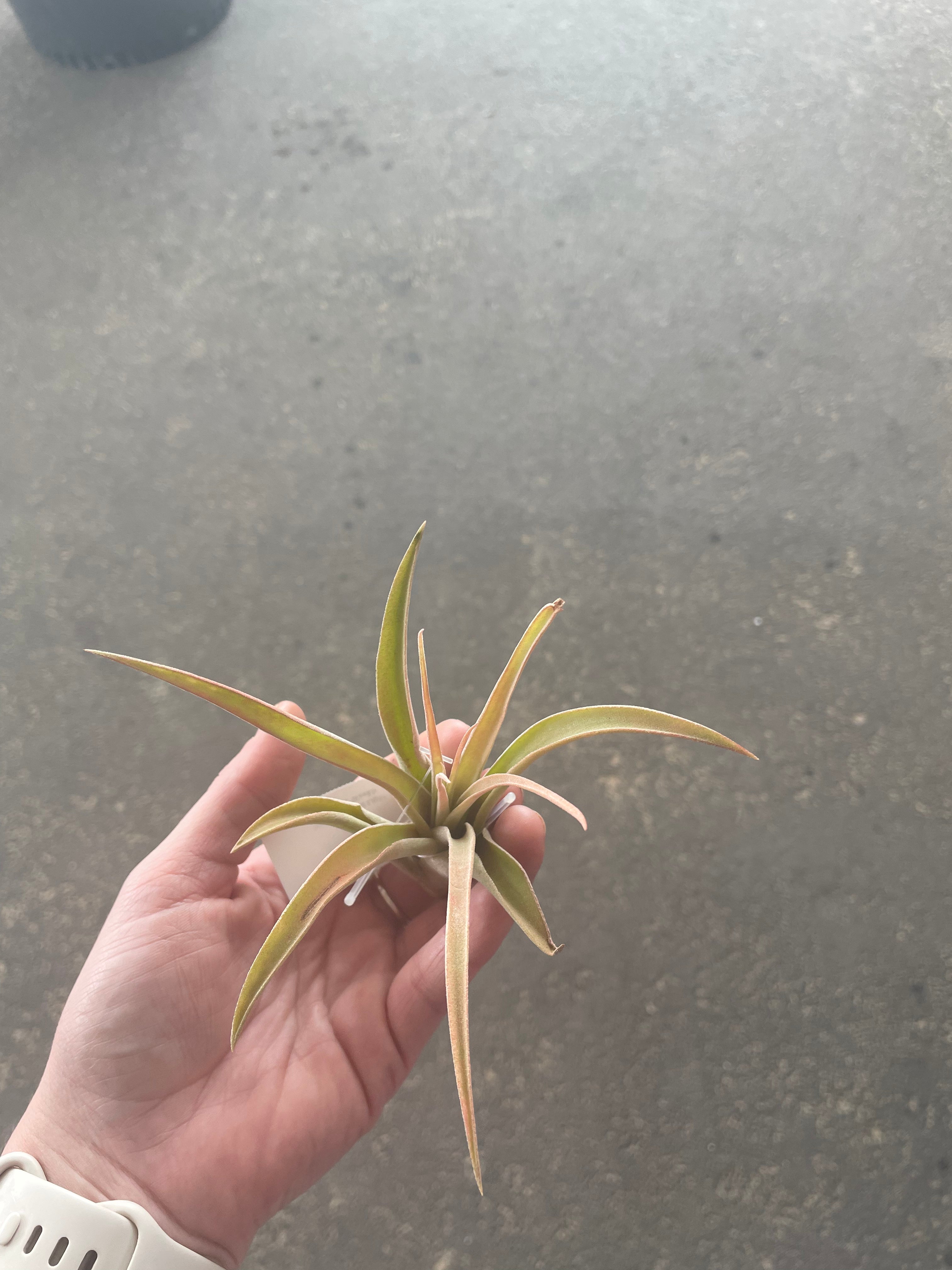 capitata peach air plant care Capitata Peach (Easy Care) Medium