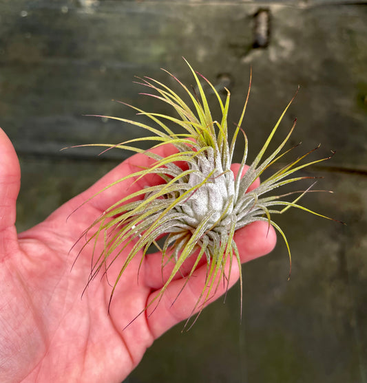 Ionantha Guatemalen