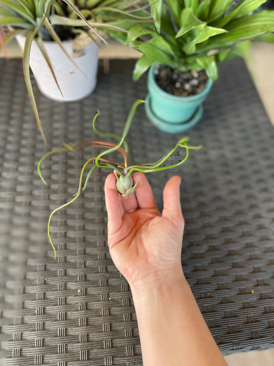 Bulbosa