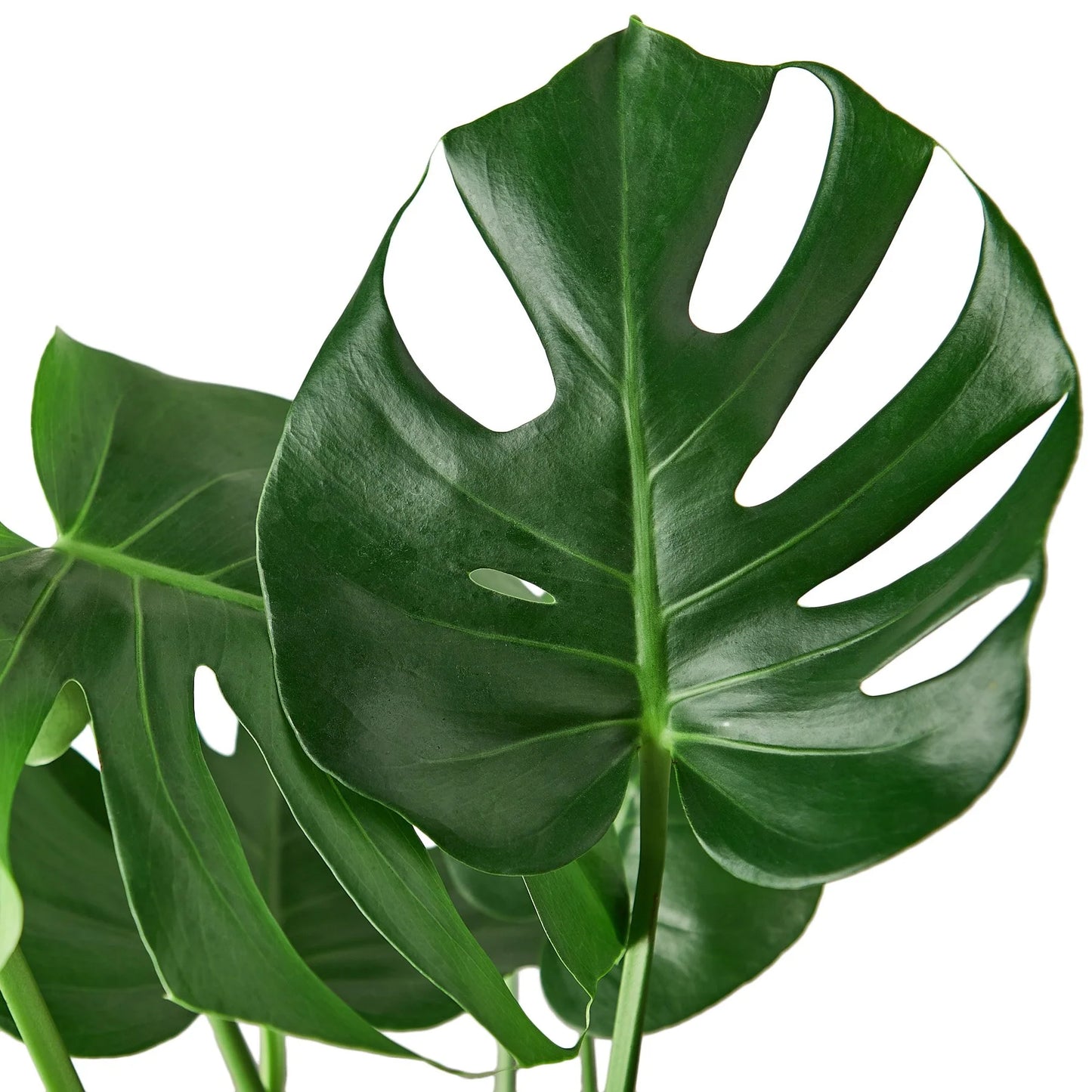 Monstera ‘Split Leaf’