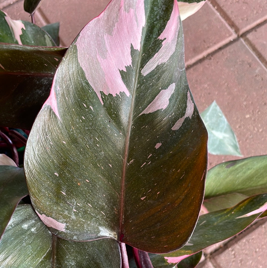 Pink Princess Philodendron