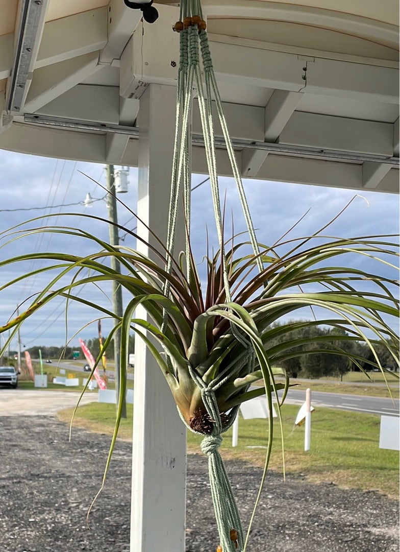 Capitata Maroon