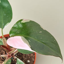 Pink Princess Philodendron