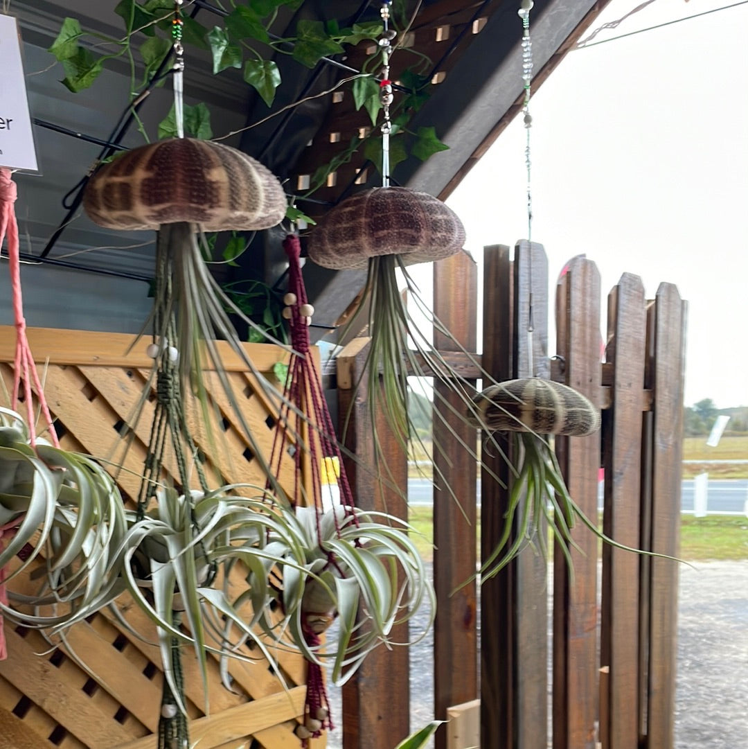 Hanging Sea Urchin