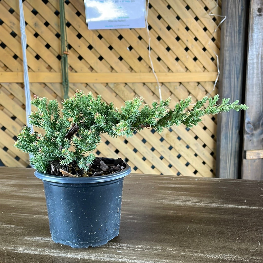 Bonsai Trees