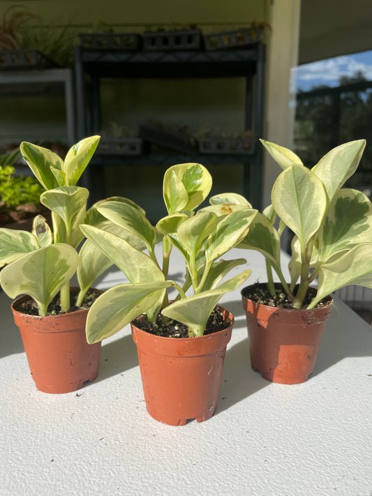 Peperomia Obtusifolia V.