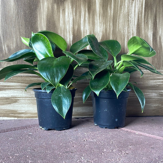 Philodendron Congo Green