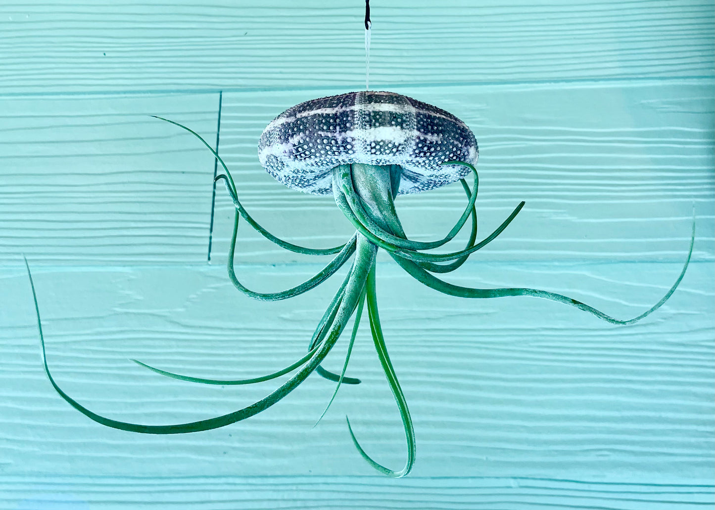 Hanging Sea Urchin