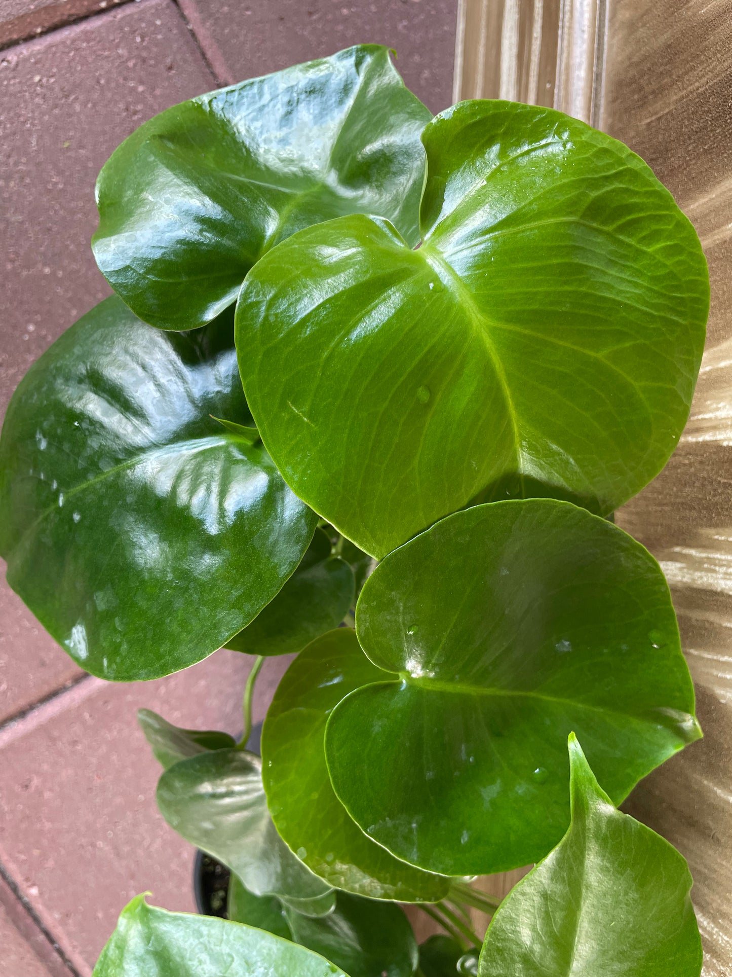 Monstera ‘Split Leaf’