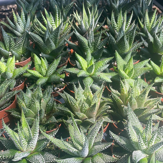 Haworthia assorted