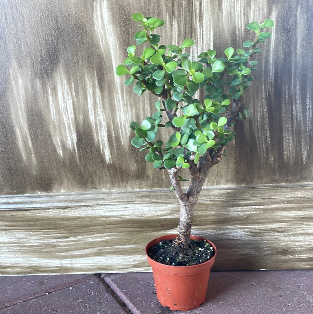 Bonsai Trees