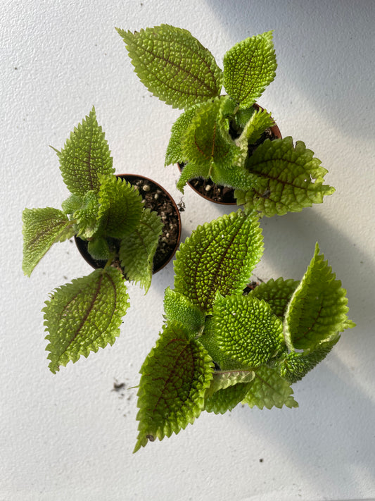 Pilea Mollis