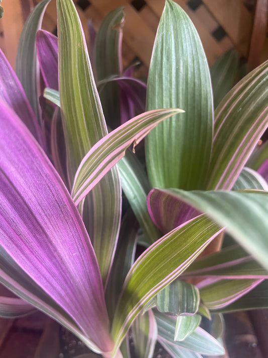 Oyster Plant 'Moses in the Cradle'