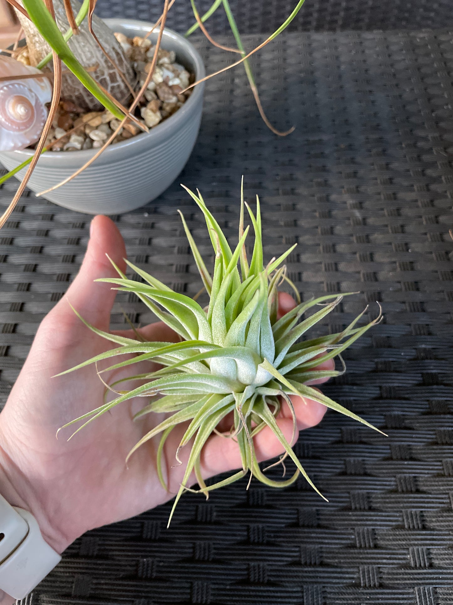 Ionantha Humalula