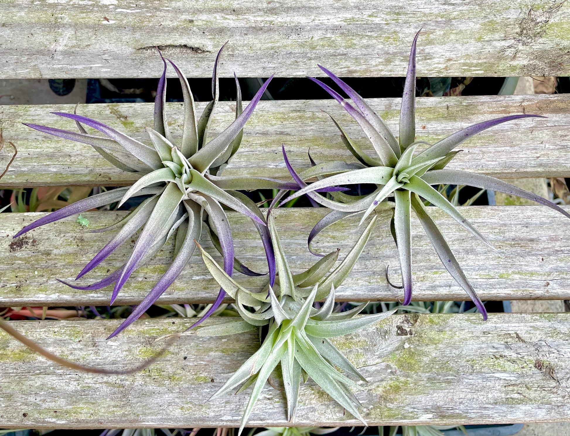 harrisii air plant care Harrisii – Lovehopegrow