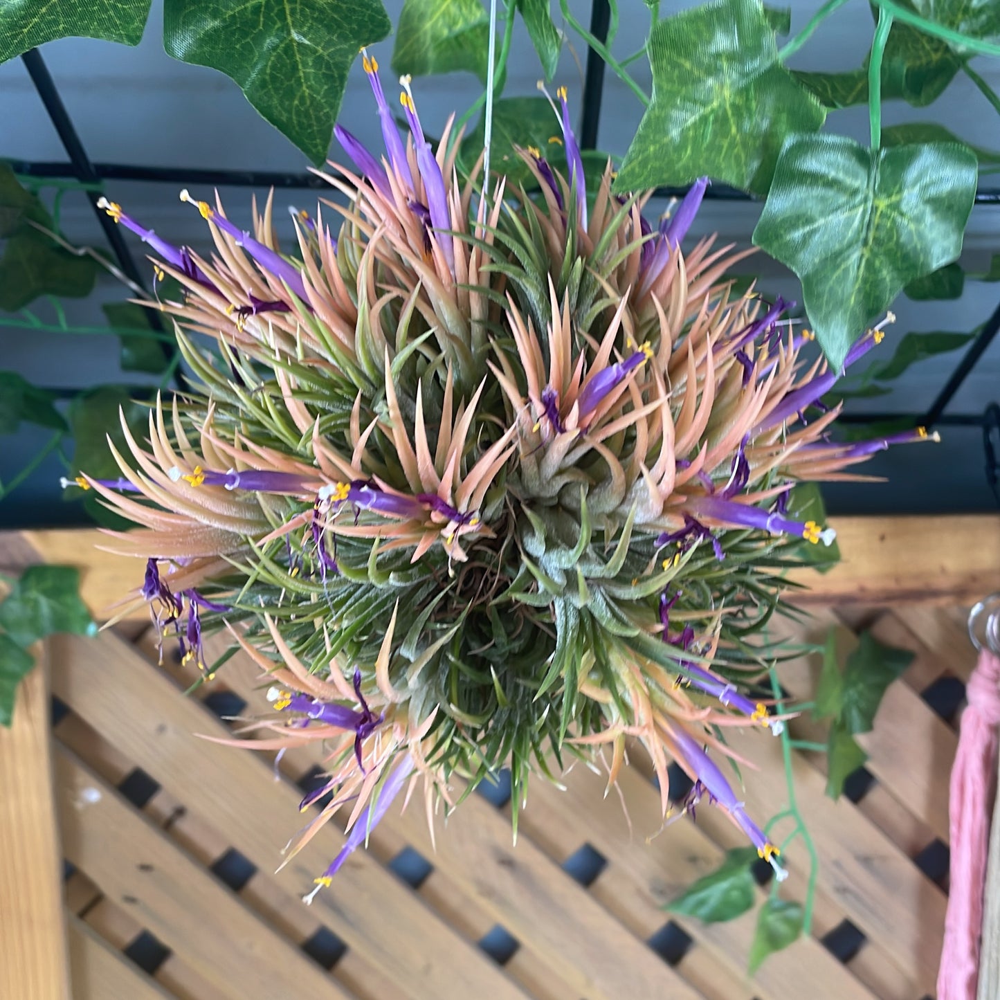 Ionantha ball