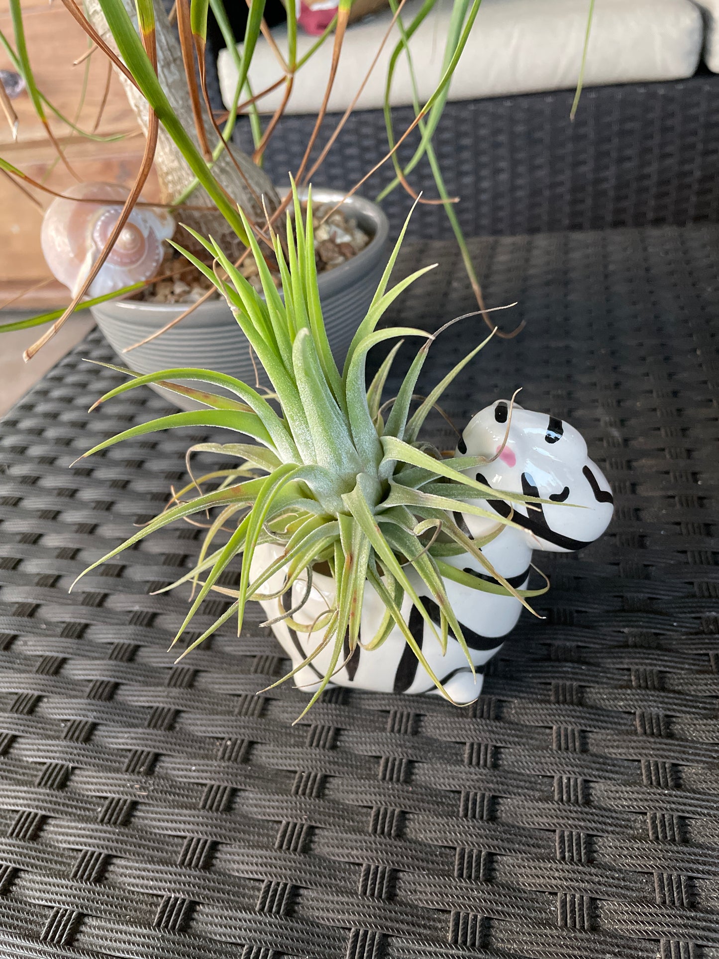 Ionantha Humalula