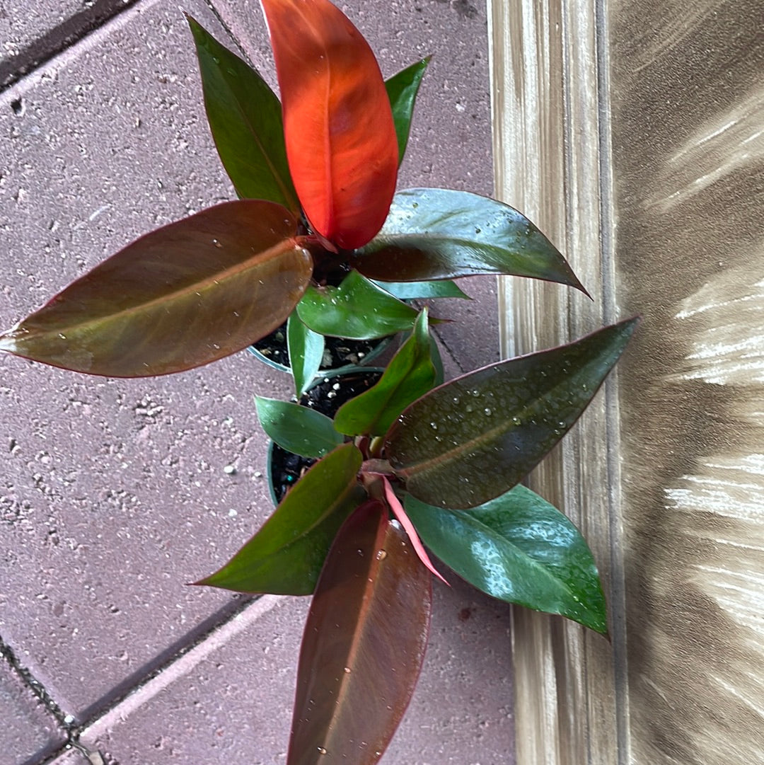 ‘Sun Red’ Philodendron