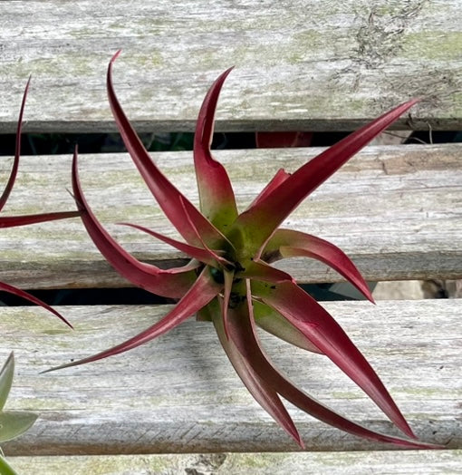 red abdita air plant Abdita Tillandsia Air Plant
