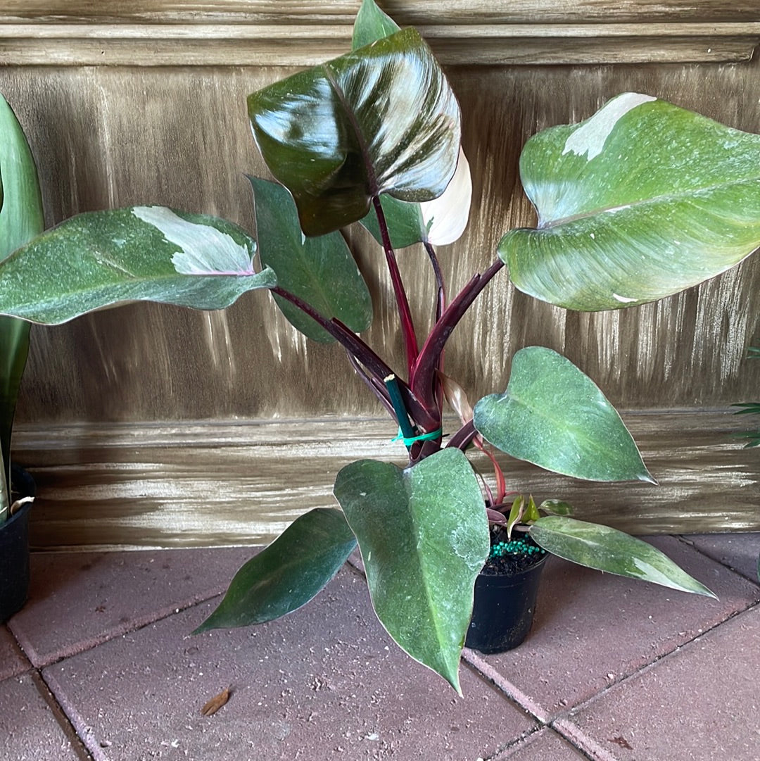 Pink Princess Philodendron